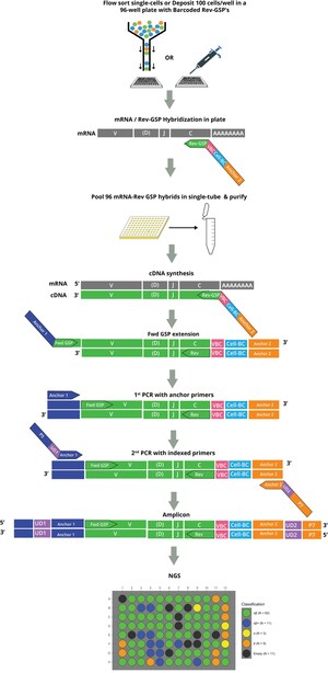 Cellecta, Inc. Expands Immune Profiling Portfolio with DriverMap™ Single-Cell AIR Kits for Affordable, High-Resolution Chain-Pairing of T-Cell and B-Cell Receptors
