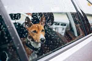 The AVMA Offers Advice for Keeping Pets Safe during Natural Disasters and Severe Summer Weather Conditions