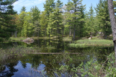 Canada Can't Water Down Ontario's Wetland Loss in Global Treaty Talks