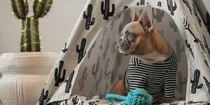 Rapidly Growing Pet Care Franchise Fuels Expansion with 13-Unit Deal in Nevada