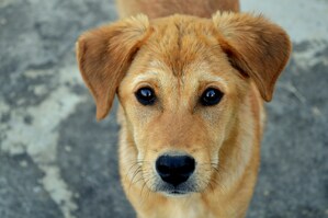 31 de julho é o Dia do Vira-Lata: Elanco dá dicas para uma adoção responsável e adaptação saudável do pet