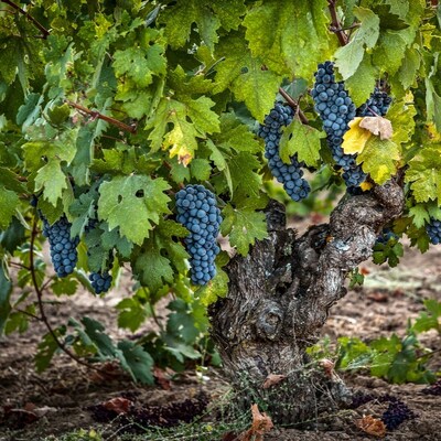 Robert Biale Vineyards, Zinfandel Vines