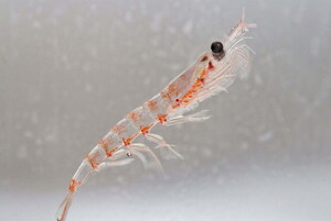 Alarm over reports of massive krill catch in the Southern Ocean