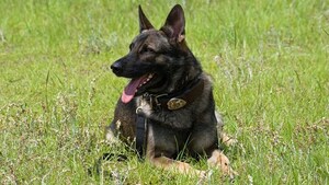 The National Police Association Endorses the LEO K9 Protection Act
