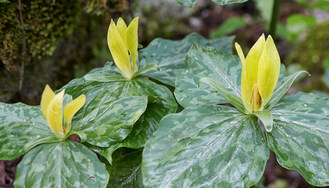 How Gardeners Are Changing the Way They Plant: Embracing Native...