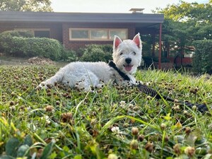 Dog Named Dolly Parton Ingests Potentially Poisonous Pill