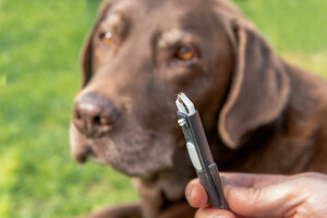 Pet Health Risks on the Rise: Embrace Releases Q2 2025 Claims Data
