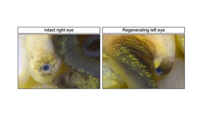 A snail’s eye was surgically removed, but it grew a new one. Two months after amputation the new eye (right) looks much like the uninjured one (left).