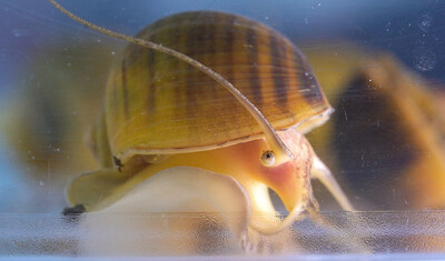 The Apple Snail can grow a new eye in 28 days.