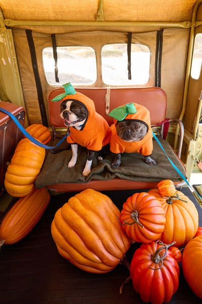 Petco Unleashes Scary Good Fun with 400+ Exclusive Halloween and Fall Finds for Pets