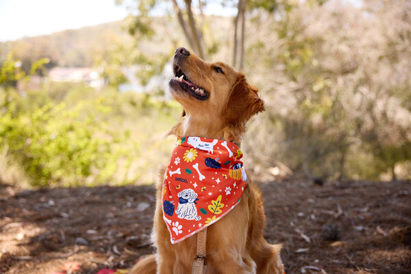 Petco Fall Grooming Bandana