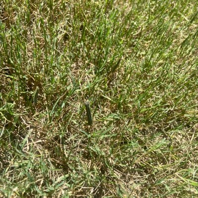 Armyworms Threaten Texas Lawns: Dr. Green Services Responds to Rapid Outbreak in DFW Area