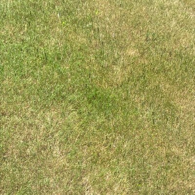 Armyworms Threaten Texas Lawns: Dr. Green Services Responds to Rapid Outbreak in DFW Area