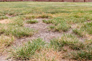Dr. Green Services Offers Expert Lawn Watering Tips for Chicago Homeowners Facing Dry Summer Conditions