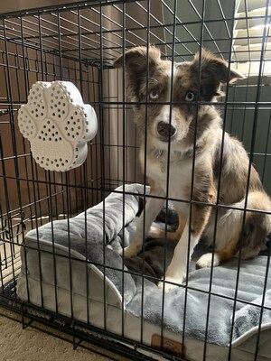 Rescue Retriever Receives 2025 Pet Care Safety Solution of the Year Award