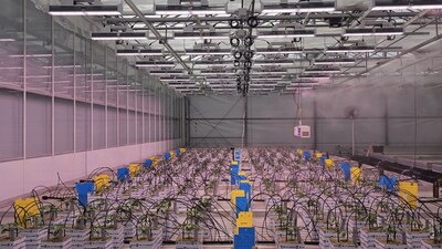 FOHSE and INNEXO 3rd party validation test facility. FOHSE Cobra 1000W fixtures in test facility. Test are being conducted with F1 Hybrids from F1-SeedTech FOHSE and INNEXO 3rd party validation test facility. FOHSE Cobra 1000W fixtures in test facility. Test are being conducted with F1 Hybrids from F1-SeedTech