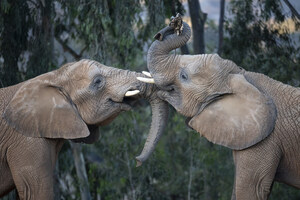 In Celebration of World Elephant Day, San Diego Zoo Safari Park Announces Elephant Valley to Open Early 2026