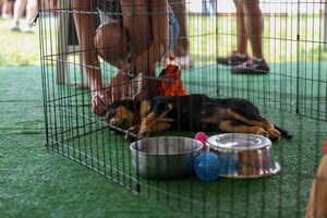 Embrace Pet Insurance Makes Puppy Pound Dreams Come True for 44 Rescue Dogs