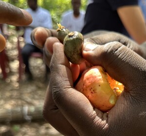 Forager Project Launches The Cashew Project: A First-of-Its-Kind Multi-Year Initiative Supporting Cashew Farmers in Côte d'Ivoire
