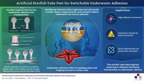 Researchers achieve temporary and reversible underwater adhesion for robotic applications in this study.