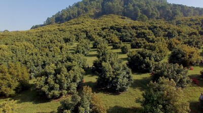 Mexican Avocado Industry Leads with First Zero-Deforestation Agreement