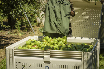 Fresh pears harvest season is underway with yields 60% above last year