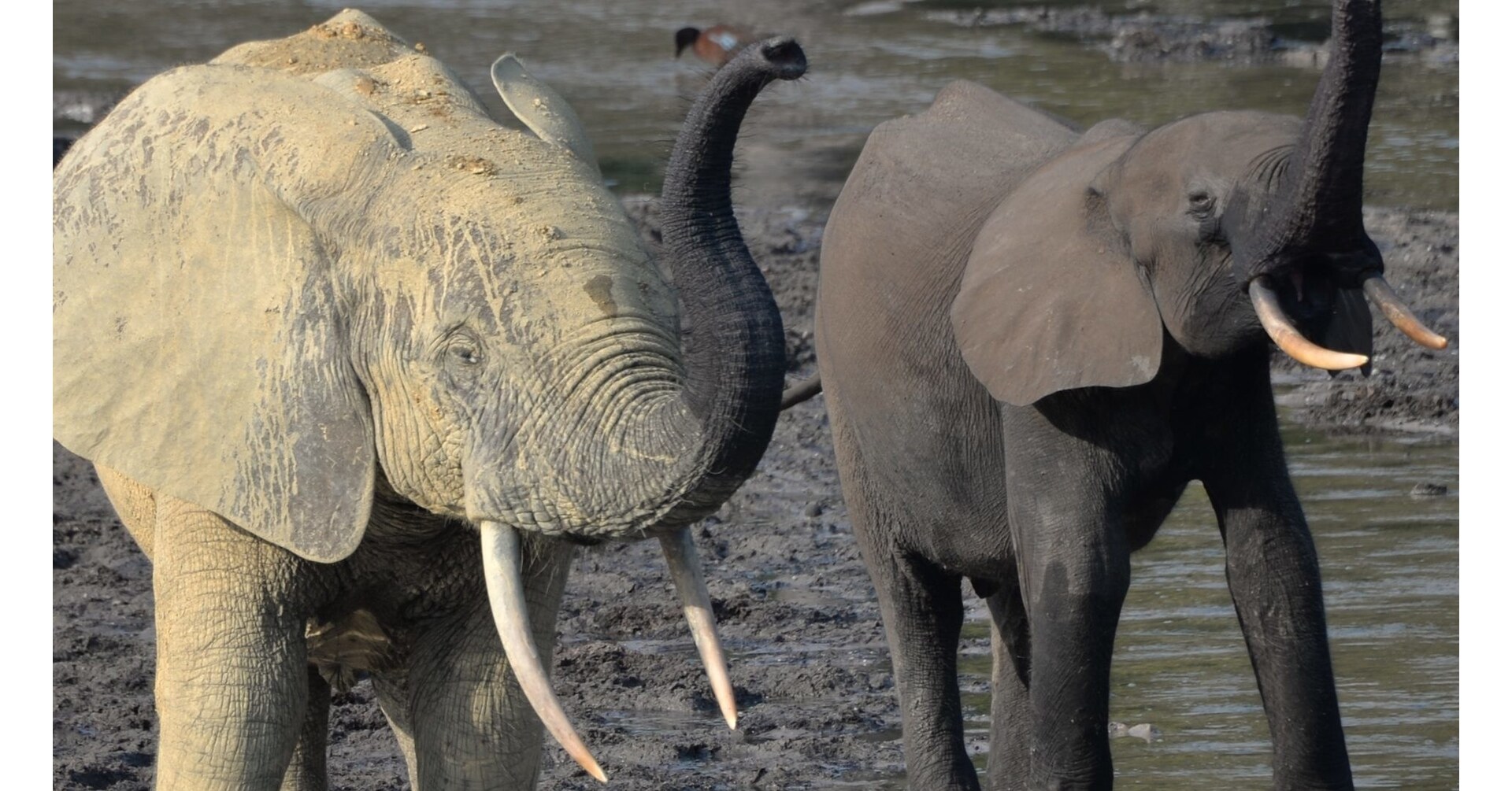 Taylor Guitars Conservation Partnership Reveals Critical Link Between African Forest Elephants and Guitars