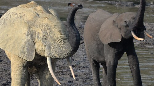 Taylor Guitars Conservation Partnership Reveals Critical Link Between African Forest Elephants and Guitars. Photo Credit: Richard Rosomoff (PRNewsfoto/Taylor Guitars)