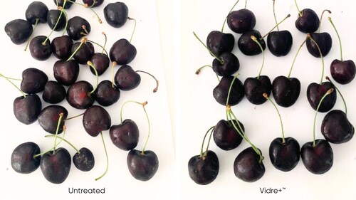 Kordia cherries after 17 days of cold storage Kordia cherries after 17 days of cold storage