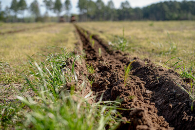 Newly planted loblolly pine seedlings
