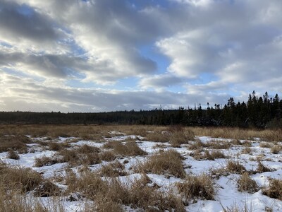 Bidgood Park is replete with wildlife, including migratory songbirds, waterfowl, and moose, among many others, drawn to its diverse combination of woodland, grassland and wetland habitats. (CNW Group/Ducks Unlimited Canada)