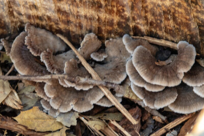 Oyster mushrooms are neutralizing contaminants in the soil