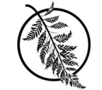 Black Fern Tattoo Collective