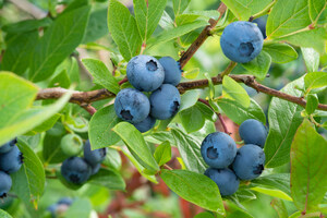 Genomic Research Solves Major Challenge Facing BC's Blueberry Industry