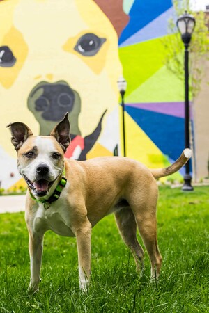 Fall Fun: TurfMutt Foundation Shares Five Ways to Get Outdoors This Autumn