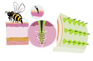 Bee-Sting Inspired Microneedles from Chung-Ang University Could Revolutionize Drug Delivery