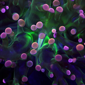 As Coral Reefs Vanish, Scientists Are Turning to Aquariums for Help