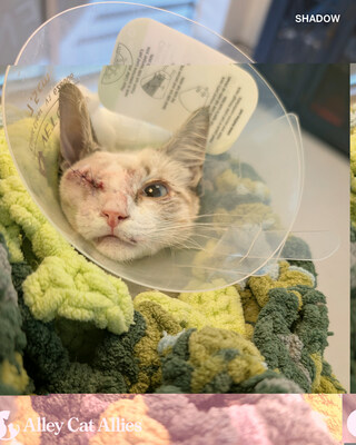Alley Cat Allies offering Reward for information leading to prosecution and conviction of person involved in shooting kitten Shadow (see photo above).
