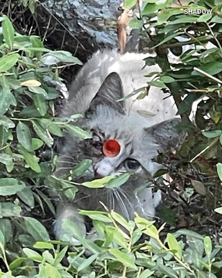 Alley Cat Allies offering Reward for information leading to prosecution and conviction of person involved in shooting kitten Shadow (see photo above).