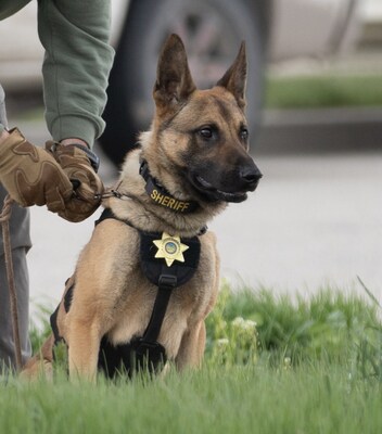Django is a K9 Officer at the Missoula County Sheriff's Office in Montana.