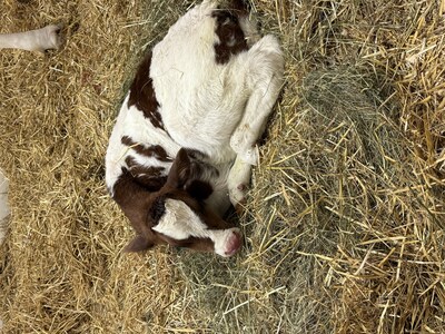 Un bébé veau né le matin même de la Journée Portes ouvertes Mangeons local. (Groupe CNW/Institut de technologie agroalimentaire du Québec)