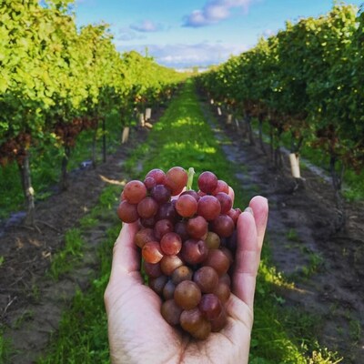 Harvest is in full swing in Niagara.Taste (CNW Group/Niagara Grape & Wine Festival)
