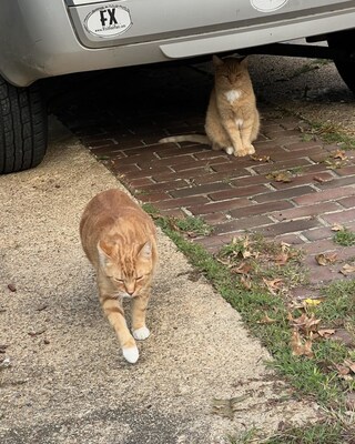 community cats from a managed colony in Maryland