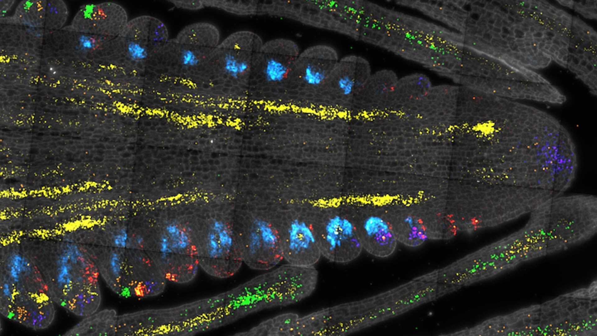 You've never seen corn like this before