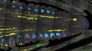 You've never seen corn like this before