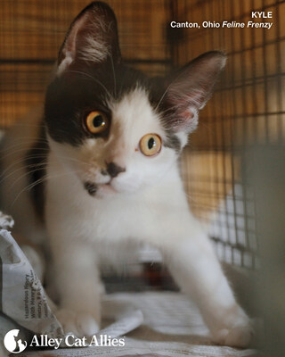 Alley Cat Allies Feline Frenzy