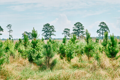 A mix of native trees growing on Chestnut Carbon's land in Jefferson County, Arkansas A mix of native trees growing on Chestnut Carbon's land in Jefferson County, Arkansas