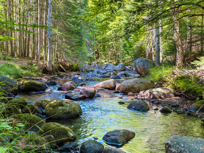 Frenchs Brook (pictured here) is ideal for trout fishing, natural exploring or as a quiet place in nature to gather one’s thoughts. Deer commonly graze the banks of the creek and enjoy its fresh water. NewYorkLuxuryAuction.com.