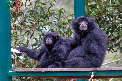Raya (left) enters new home with her new sister Sid on Siamang Island at Oakland Zoo. Credit Steve Goodall;Oakland Zoo.