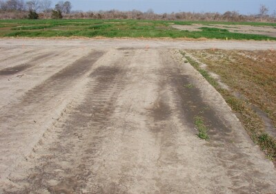 Recent research at Mississippi State University indicates that fall-applied residual herbicides such as dimethenamid-P (an active ingredient in Outlook®) is an effective option  to control glyphosate-resistant Italian ryegrass. Photo by Jason Bond.